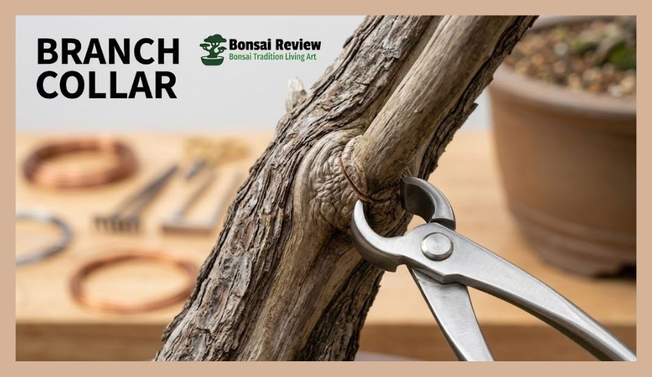 Bonsai Pruning for beginners