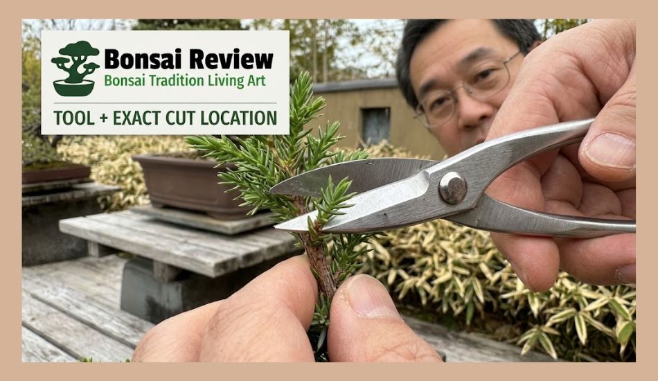 Bonsai Pruning tools for Beginners